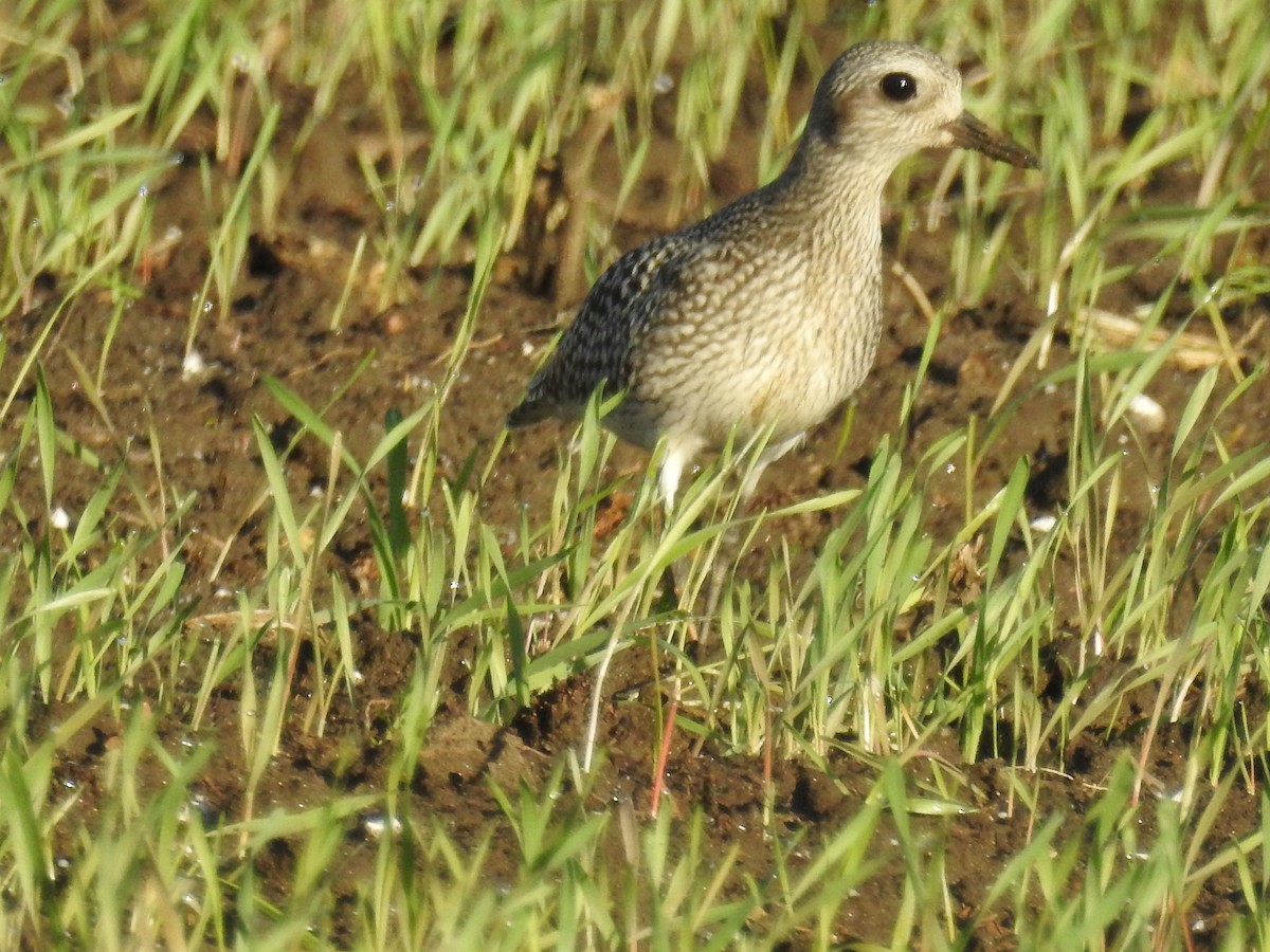 Black-bellied Plover - Mary McKitrick
