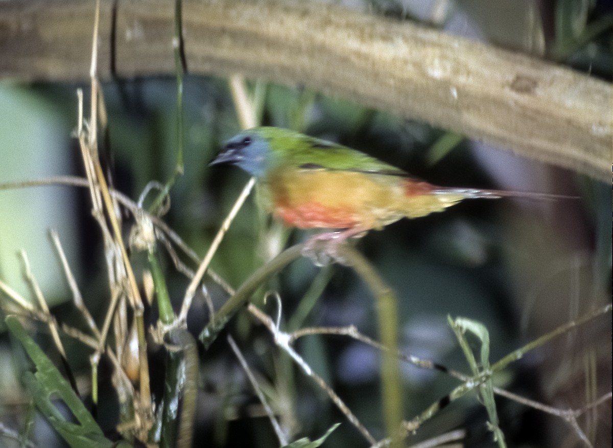 Pin-tailed Parrotfinch - Josep del Hoyo