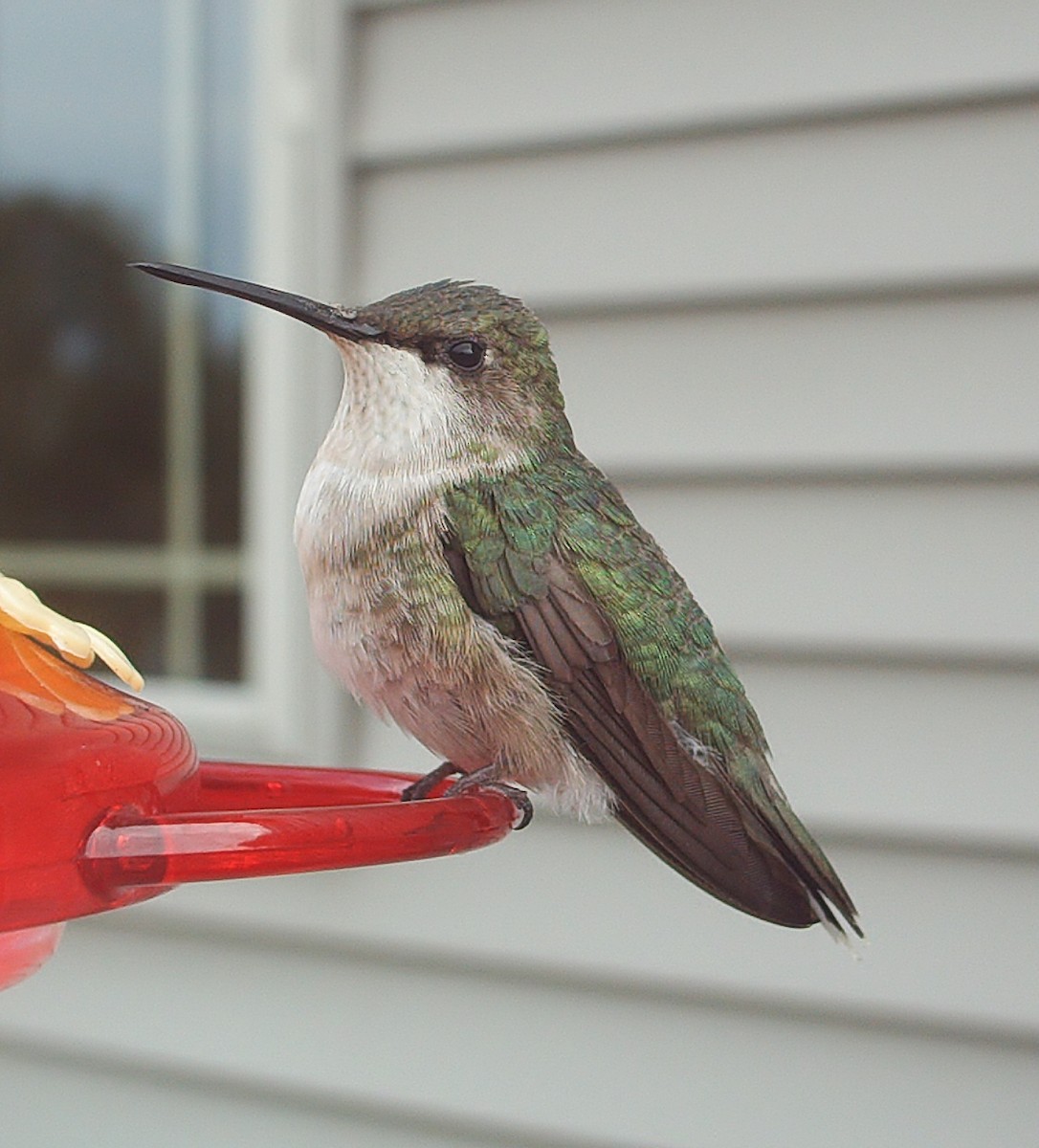 Ruby-throated Hummingbird - ML71437081
