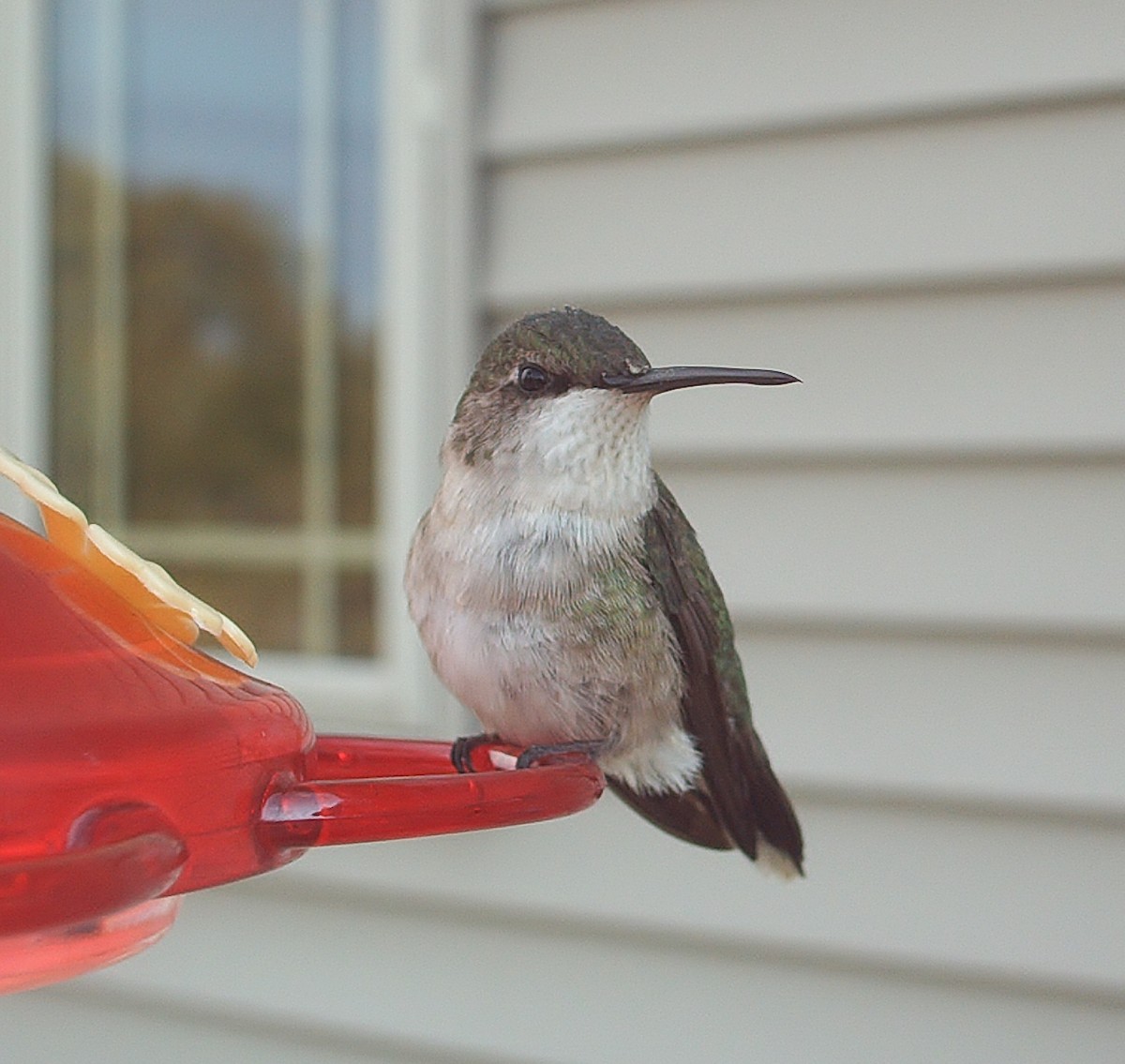 Ruby-throated Hummingbird - ML71437091