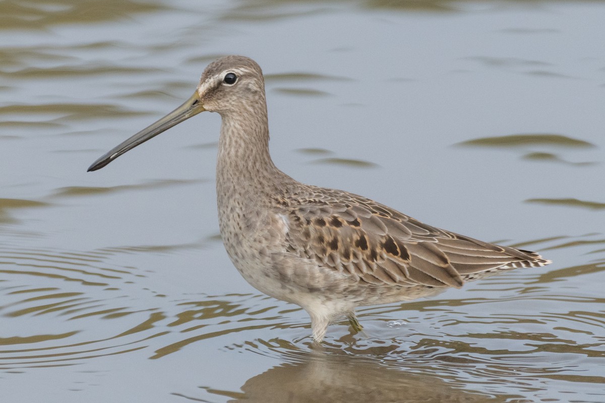 Long-billed Dowitcher - ML71438101