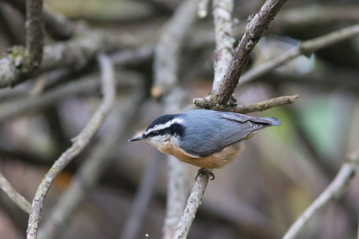 Red-breasted Nuthatch - ML71439601