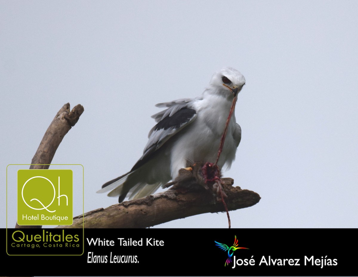White-tailed Kite - José Alvarez