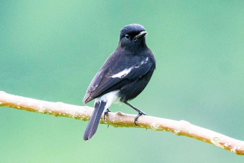 Pied Bushchat - Anonymous