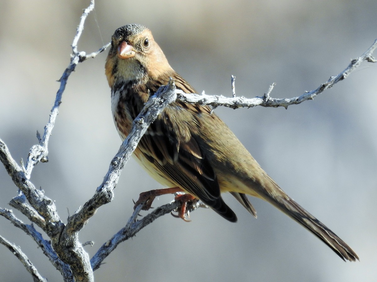 Harris's Sparrow - jennifer sweatt