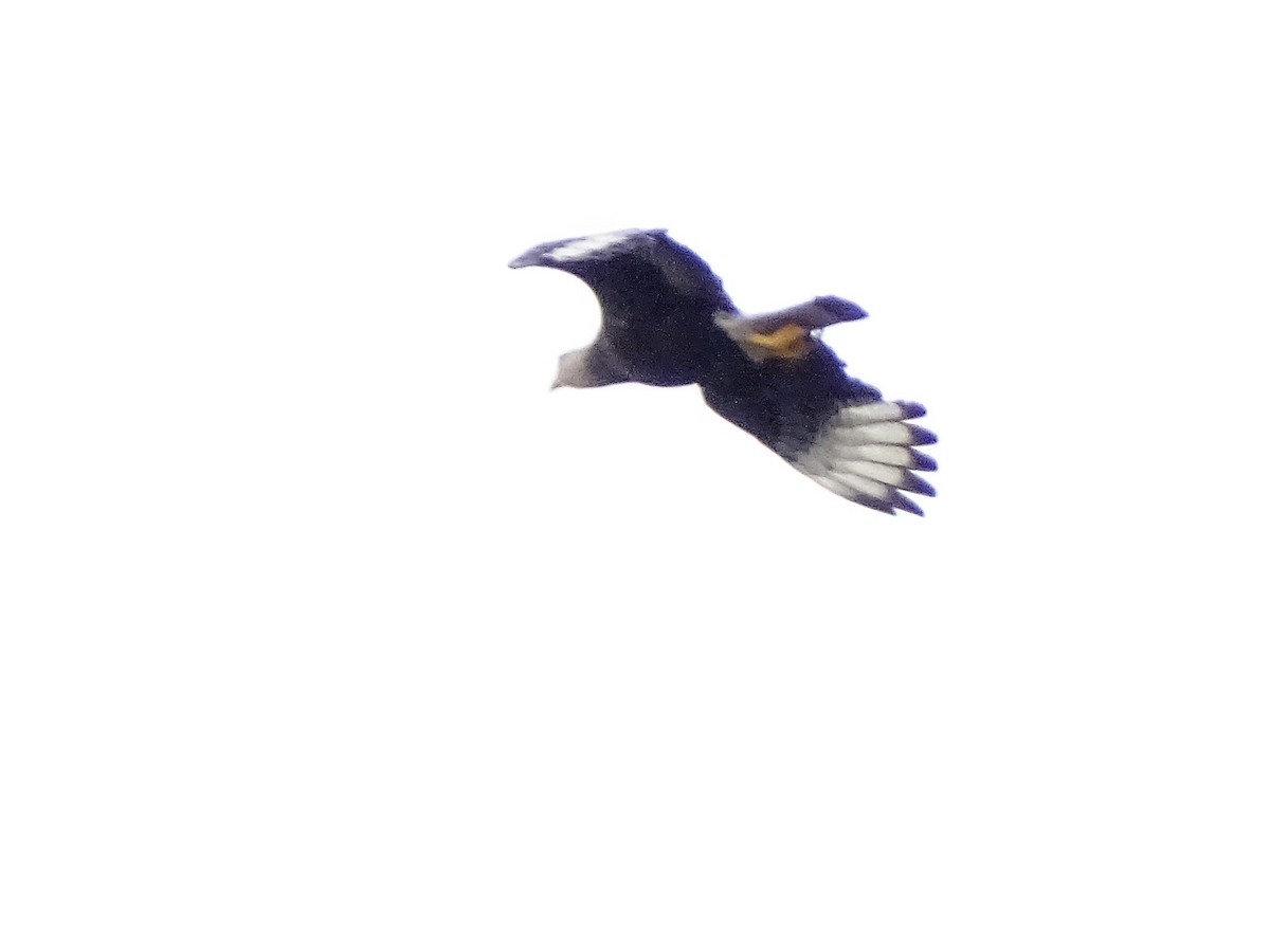 Crested Caracara (Southern) - ML71446341