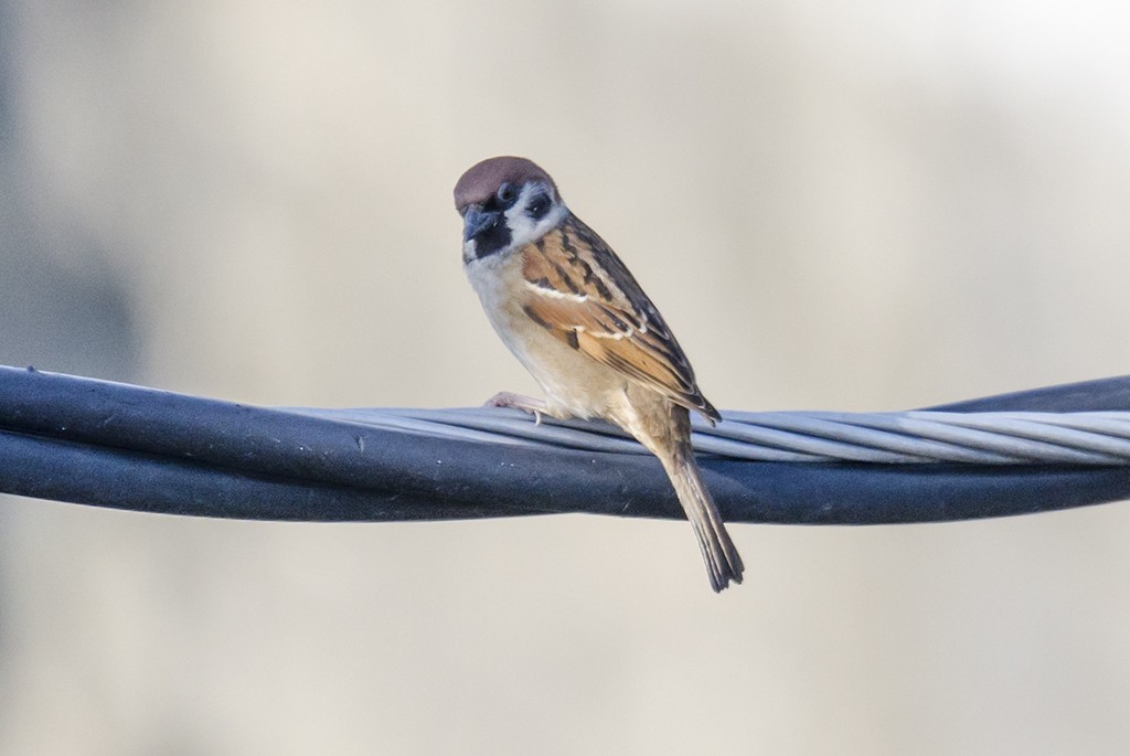 Eurasian Tree Sparrow - ML71446431