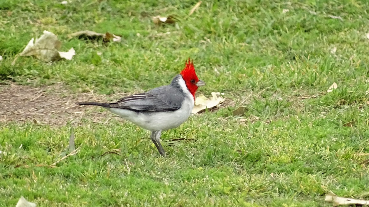 Red-crested Cardinal - ML71446891