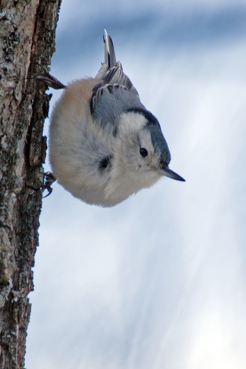White-breasted Nuthatch - Rob Dickerson