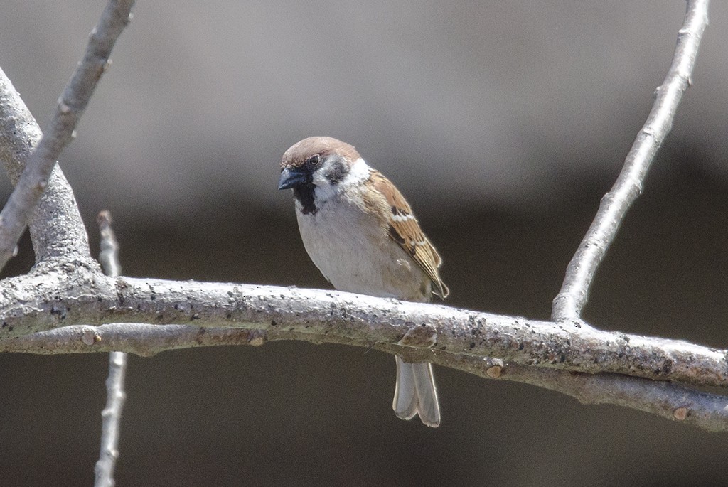 Eurasian Tree Sparrow - ML71447461