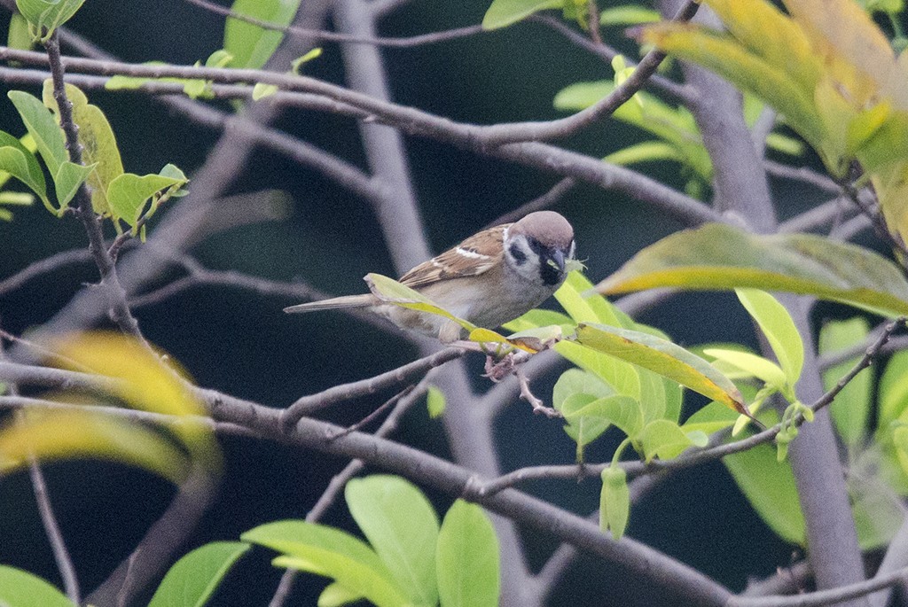 Eurasian Tree Sparrow - ML71449111