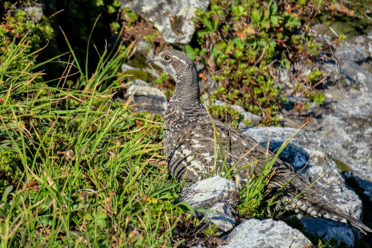 Sooty Grouse - Brian Pendleton