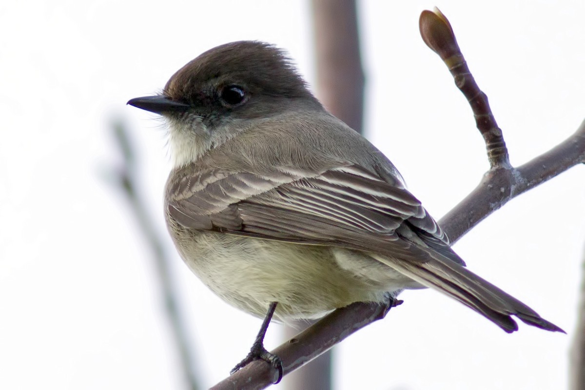 Eastern Phoebe - Rob Dickerson