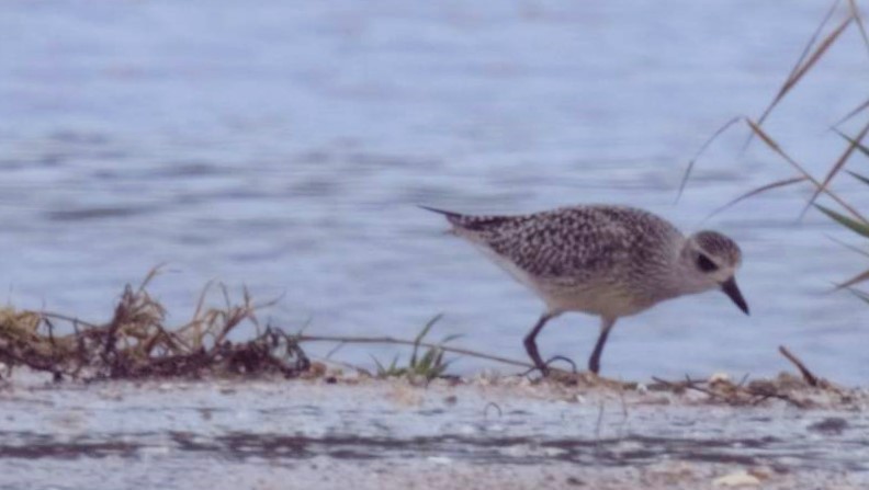 Black-bellied Plover - Mary Harrell