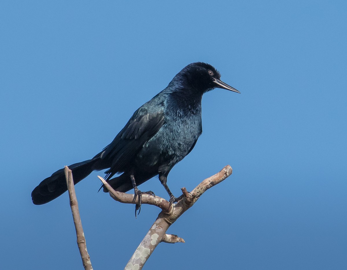 Boat-tailed Grackle - ML71453471