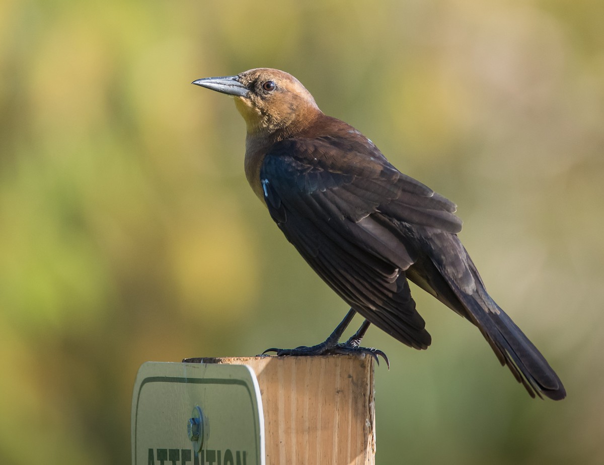 Boat-tailed Grackle - ML71453511