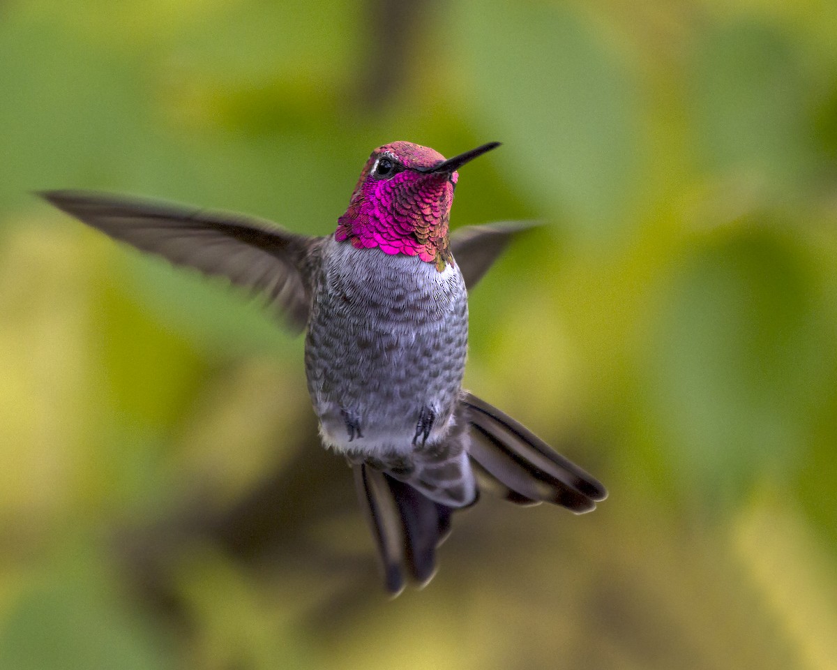 Anna's Hummingbird - Cynthia Bridge