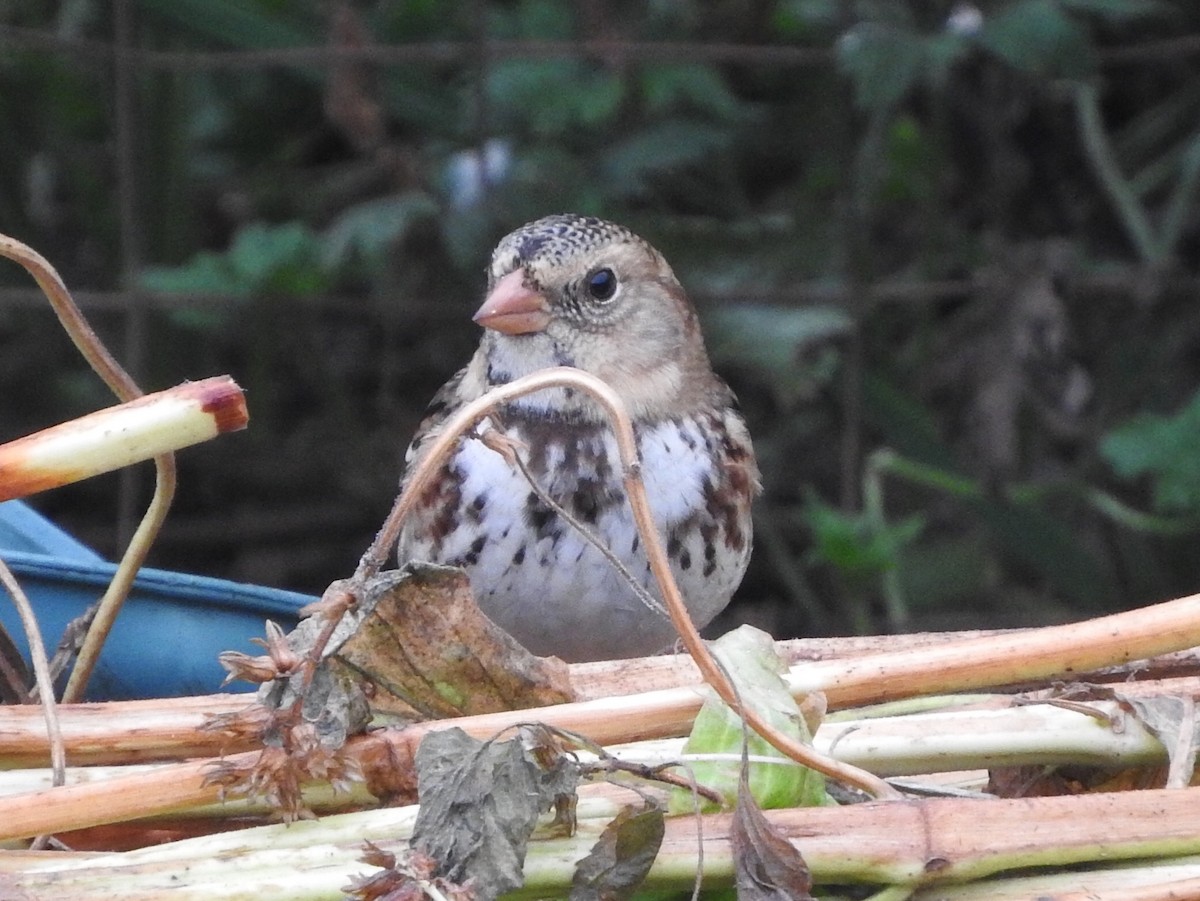 Harris's Sparrow - Rosemary Clapham