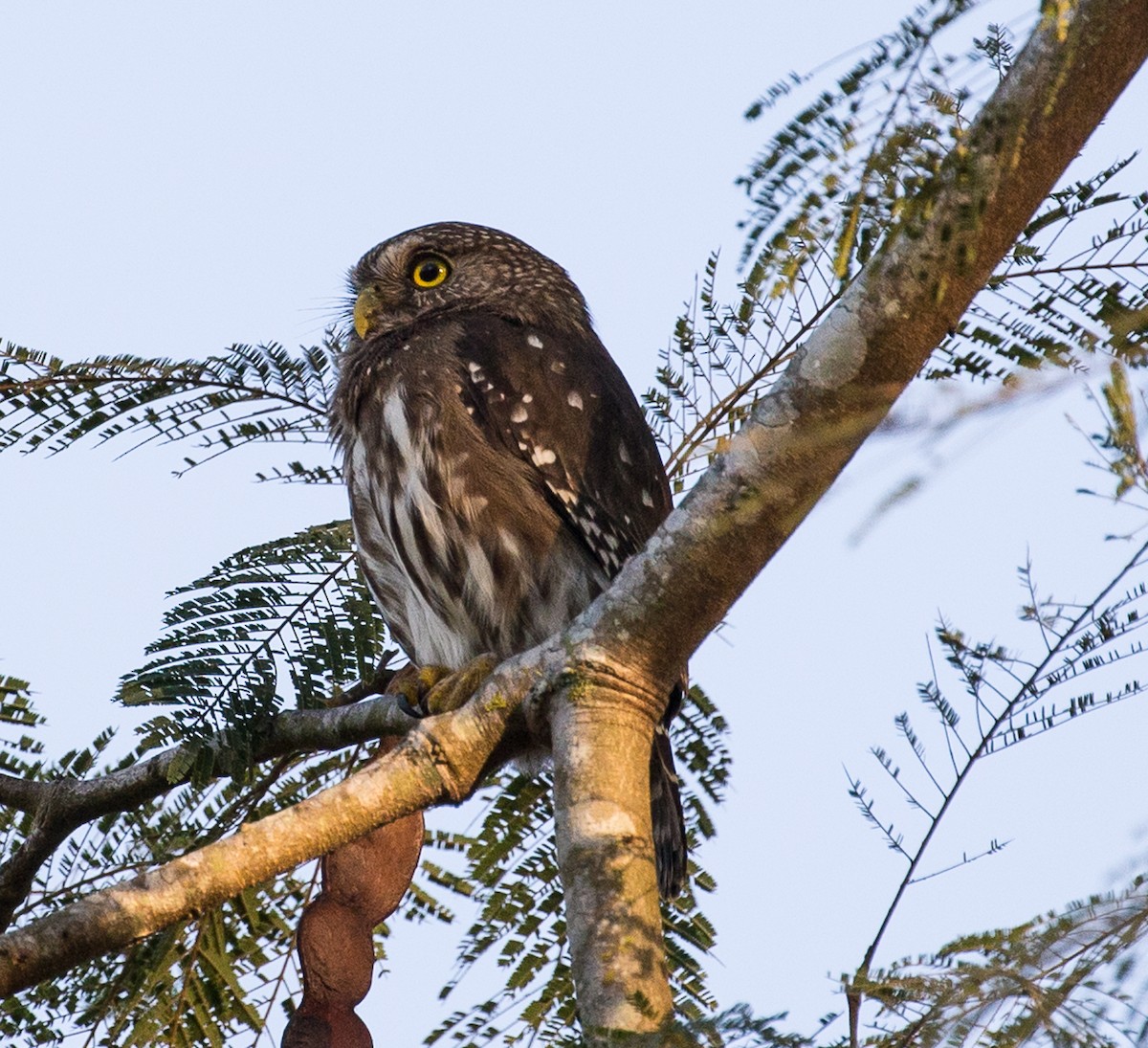 Ferruginous Pygmy-Owl - Meg Barron