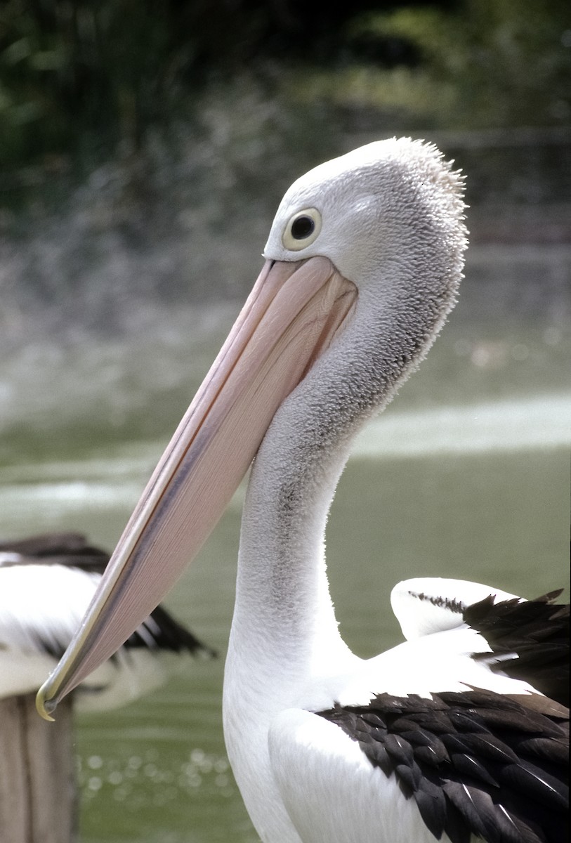 Australian Pelican - Josep del Hoyo