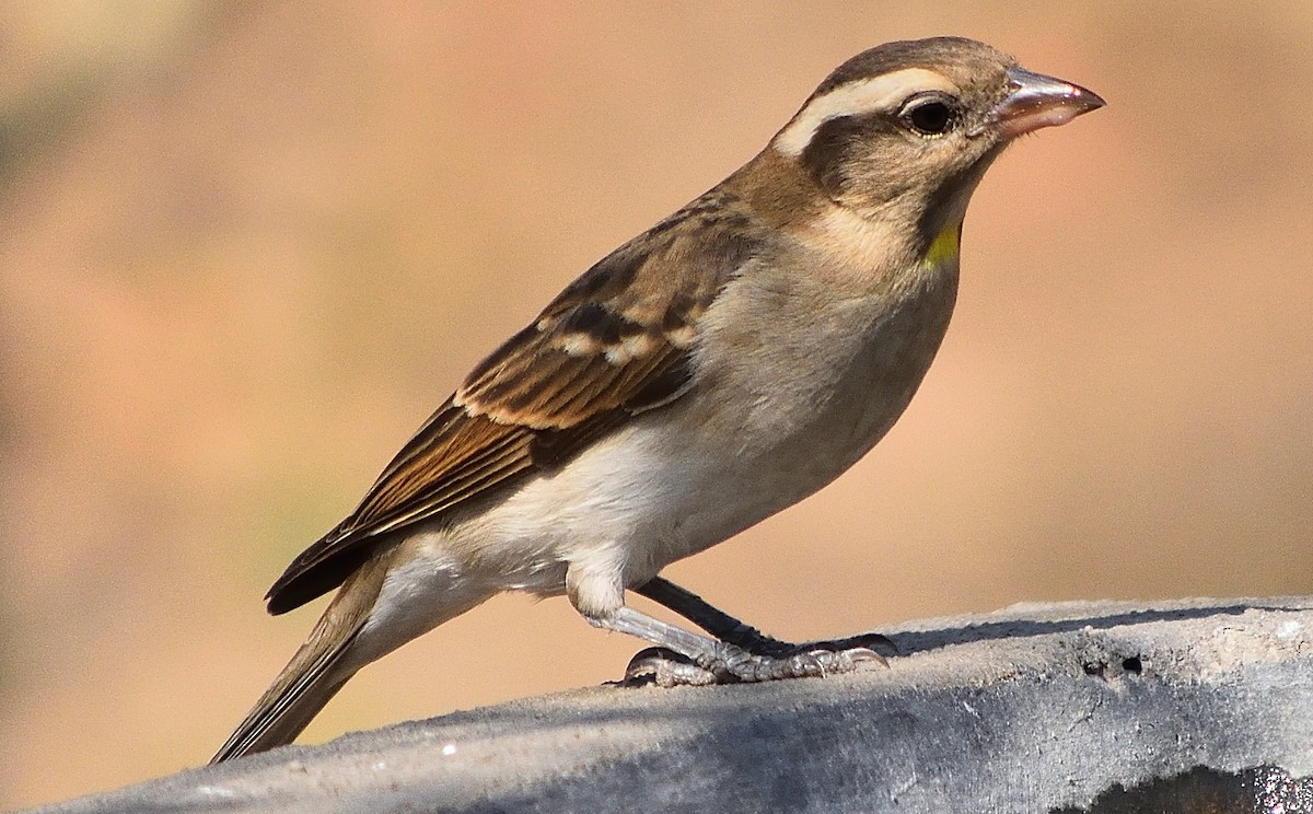 Yellow-throated Bush Sparrow - ML71458891