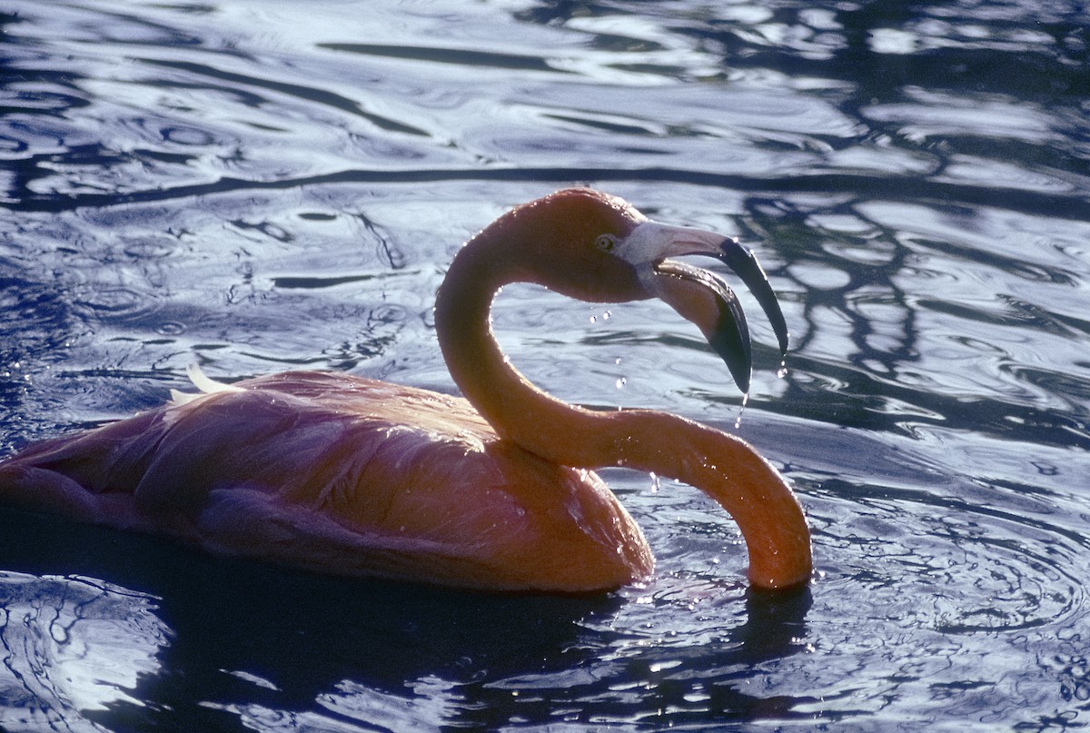 American Flamingo - Josep del Hoyo