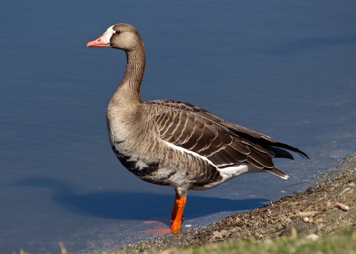 Greater White-fronted Goose - Holly Coates