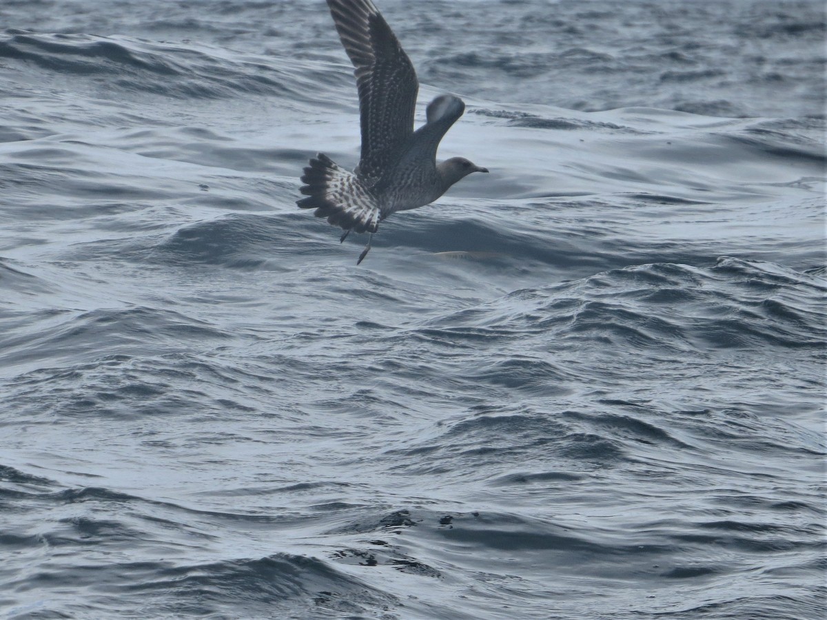 Long-tailed Jaeger - ML71463251