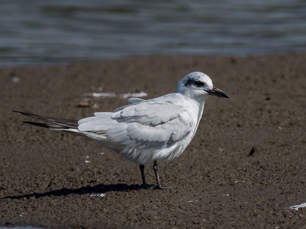 Gull-billed Tern - Kai Pflug