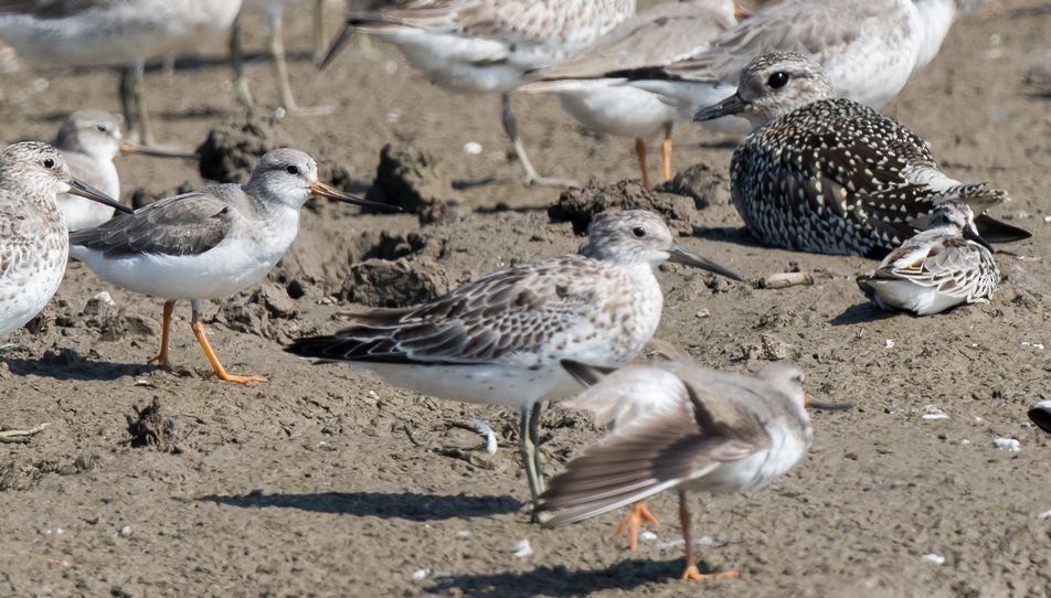 Great Knot - ML71467721