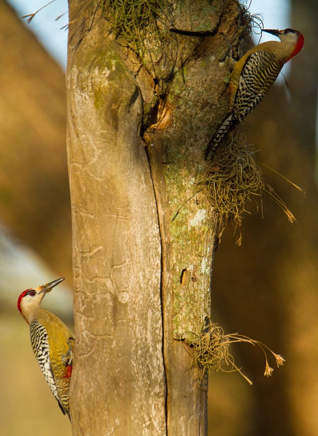 West Indian Woodpecker - Morten Venas