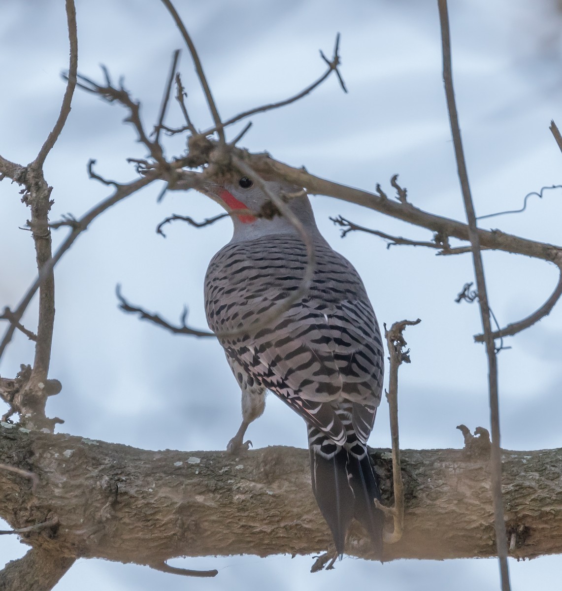Northern Flicker (Red-shafted) - Maury Swoveland