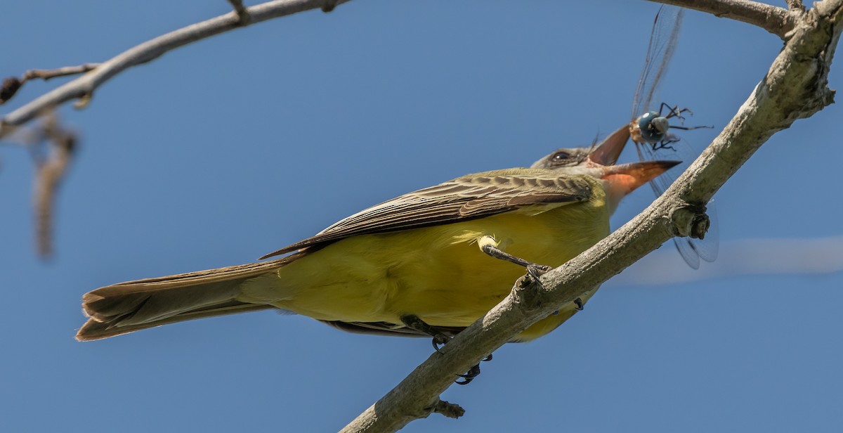 Tropical Kingbird - Maury Swoveland