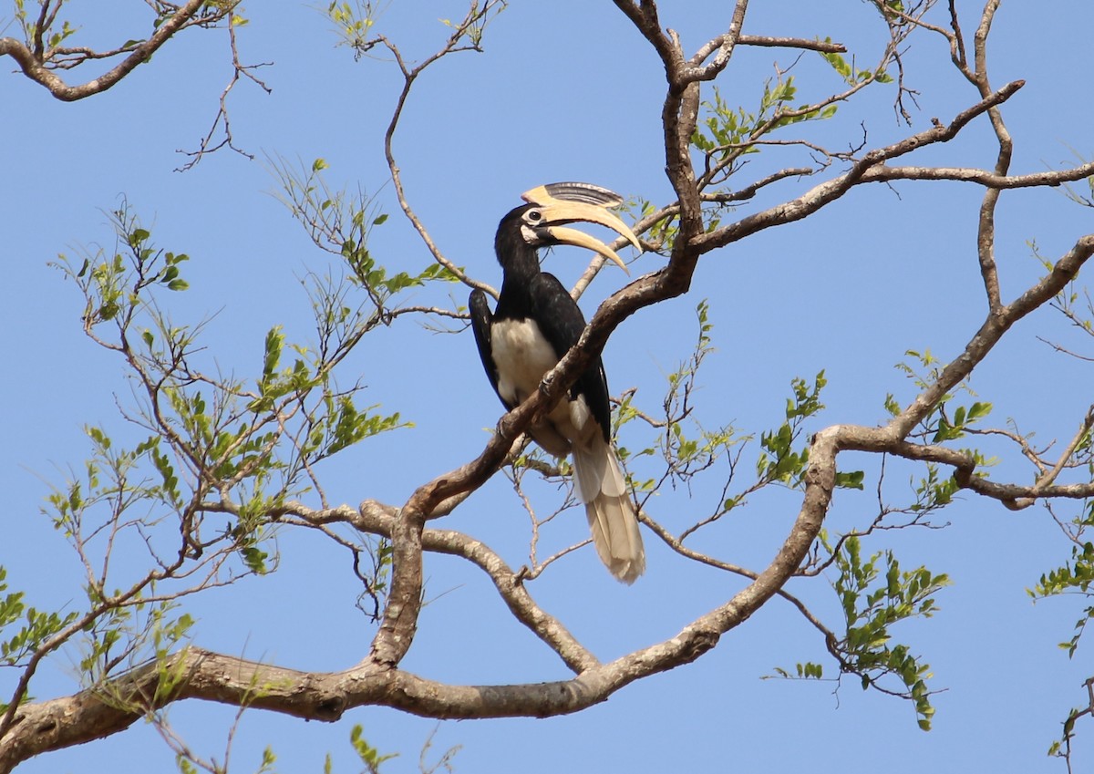 Malabar Pied-Hornbill - Kishore Raj D