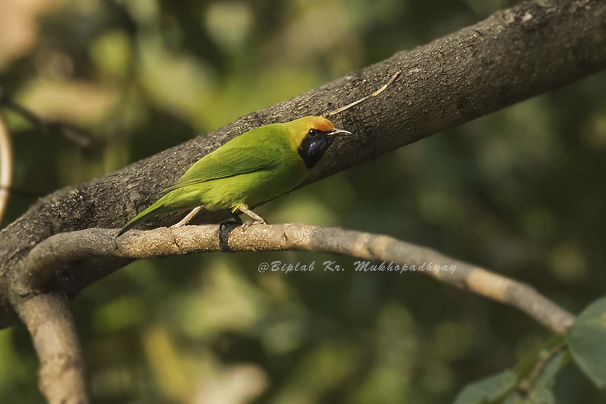 Golden-fronted Leafbird - Biplab kumar Mukhopadhyay
