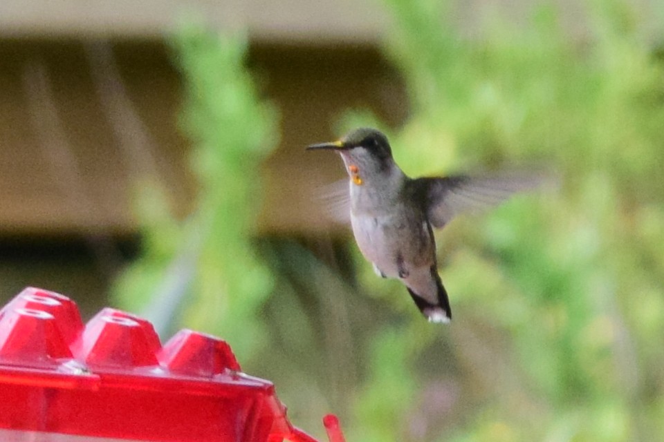 Ruby-throated Hummingbird - Steve and Sue Whitmer
