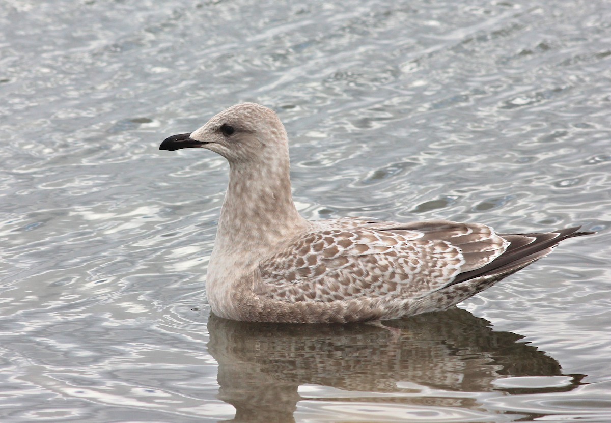 Iceland Gull (Thayer's) - Shawn Billerman