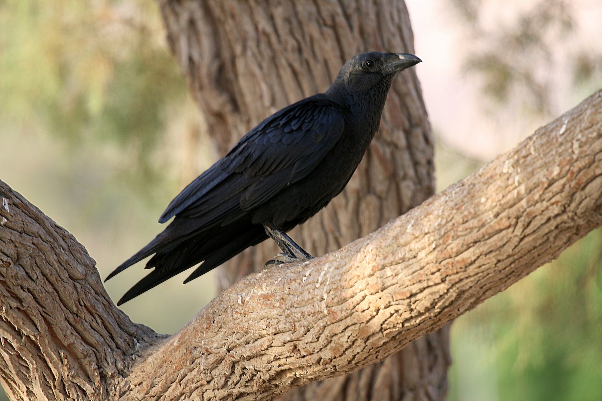 Fan-tailed Raven - Eduardo Soler