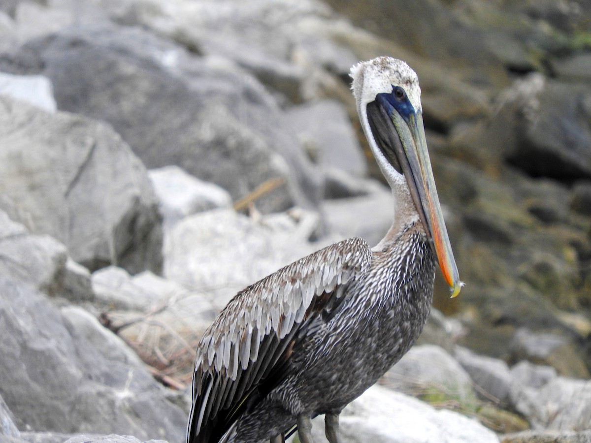 Brown Pelican - Eric Haskell