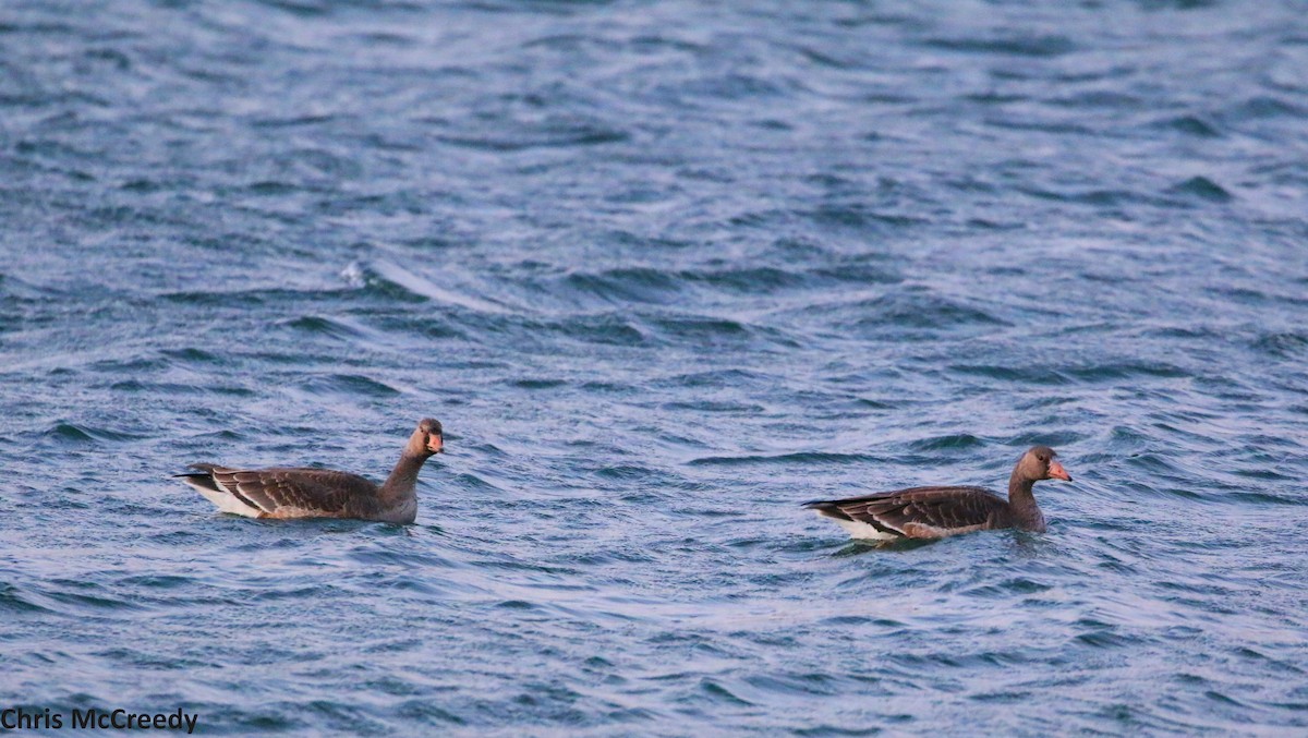 Greater White-fronted Goose - Chris McCreedy - no playbacks