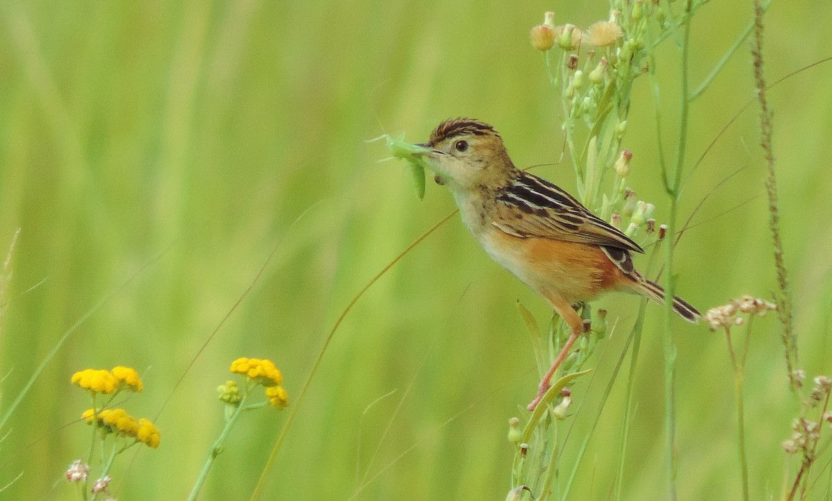 Pale-crowned Cisticola - Ian Riddell