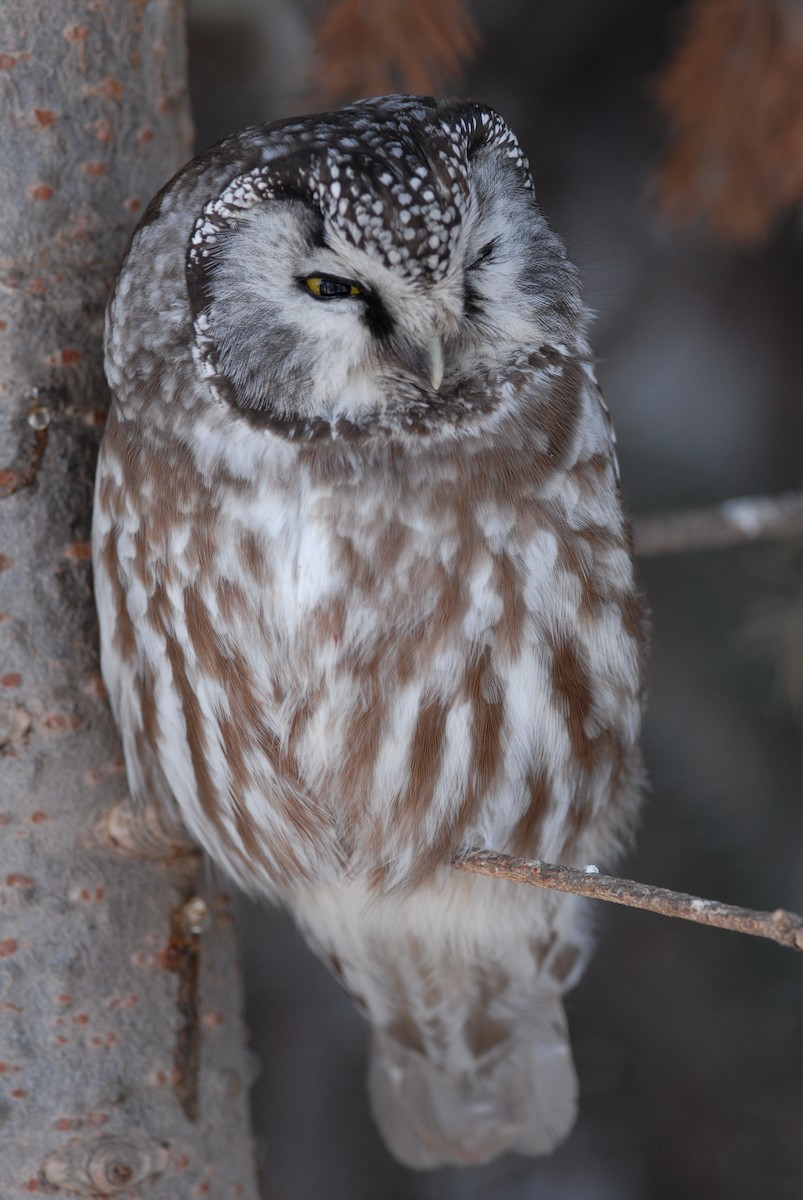 Boreal Owl - Cameron Eckert