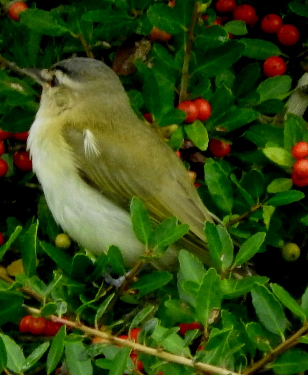Red-eyed Vireo - Eric Haskell