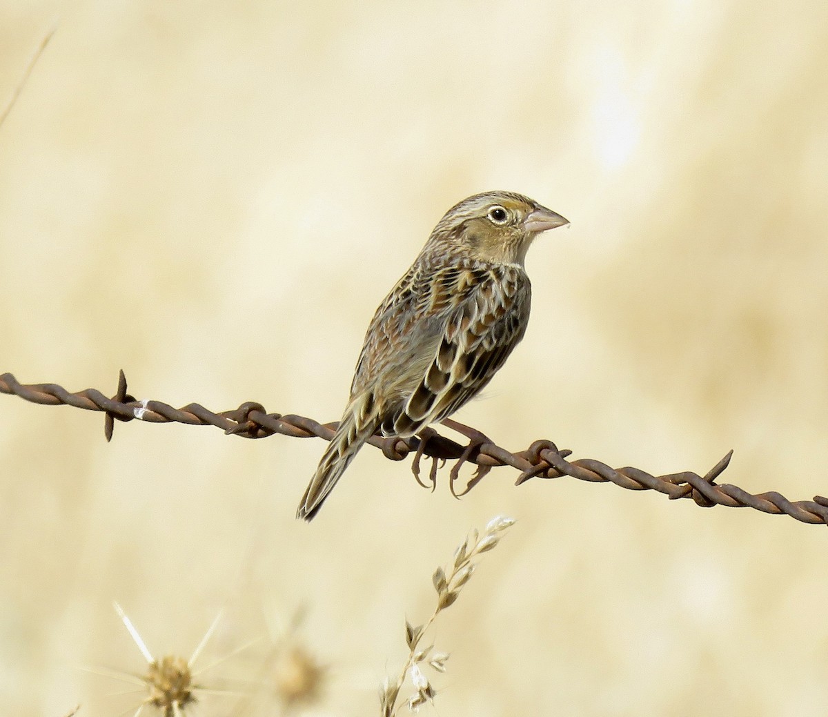 Grasshopper Sparrow - ML71475601