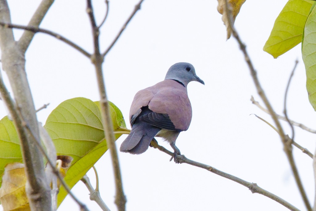 Red Collared-Dove - ML71475671