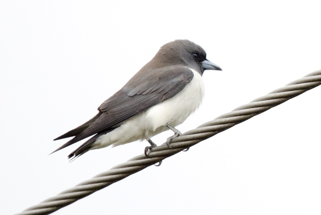 White-breasted Woodswallow - ML71475741