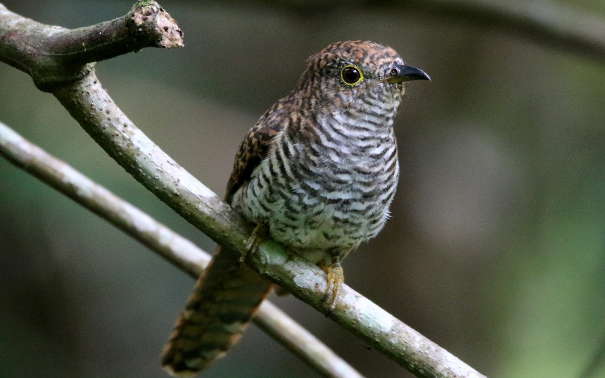Himalayan Cuckoo - Yovie Jehabut