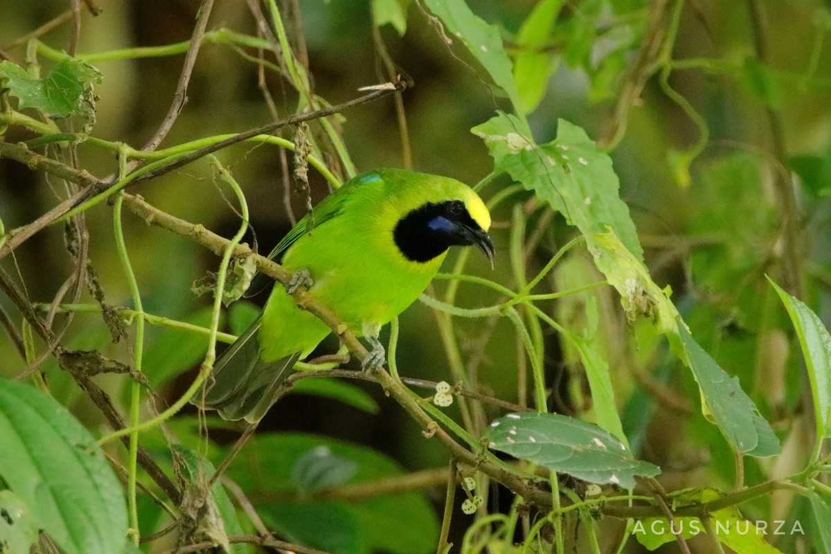 Sumatran Leafbird - ML714771