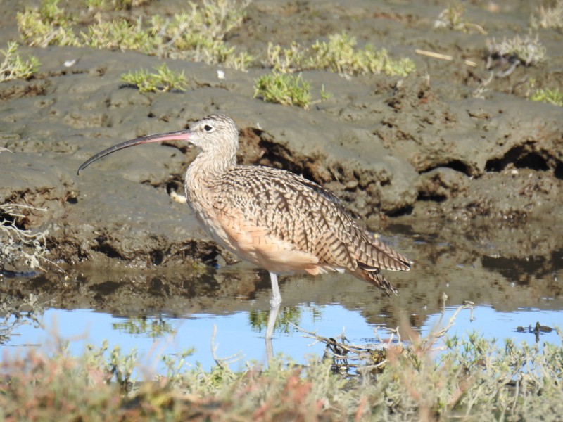 Long-billed Curlew - ML71477401