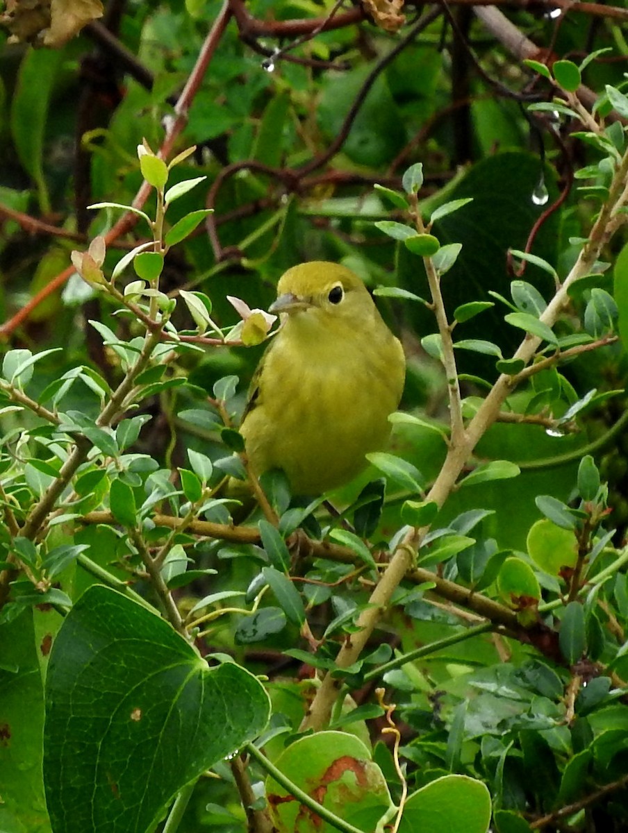 Yellow Warbler - Eric Haskell